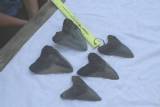 2009 Big Shark Tooth